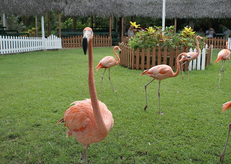 Ardastra Gardens, Zoo and Conservation Centre
